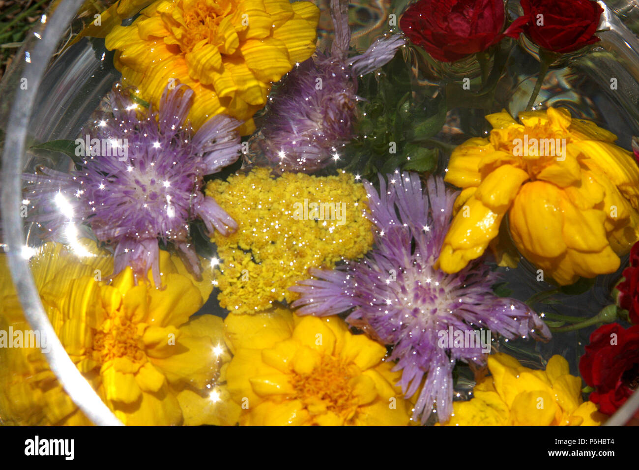Flowers on water in small bowl Stock Photo Alamy