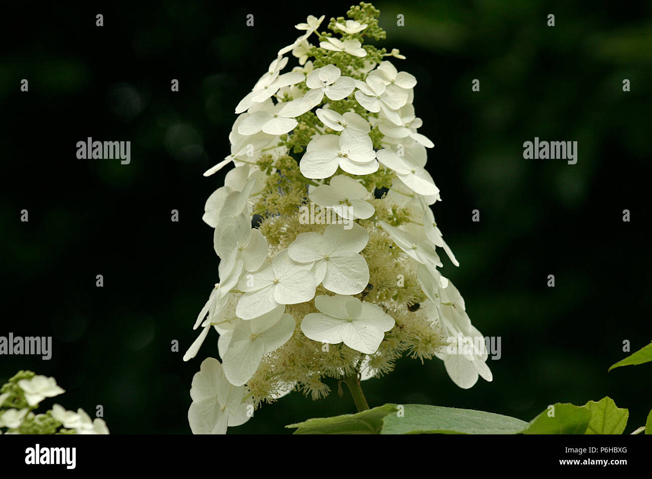 Hydrangea Paniculata in bloom Stock Photo Alamy