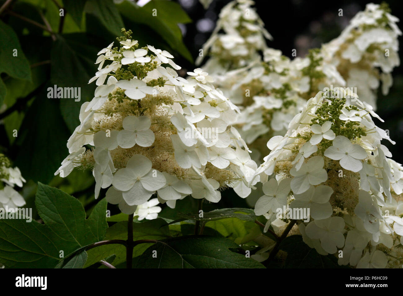 Hydrangea Paniculata in bloom Stock Photo Alamy
