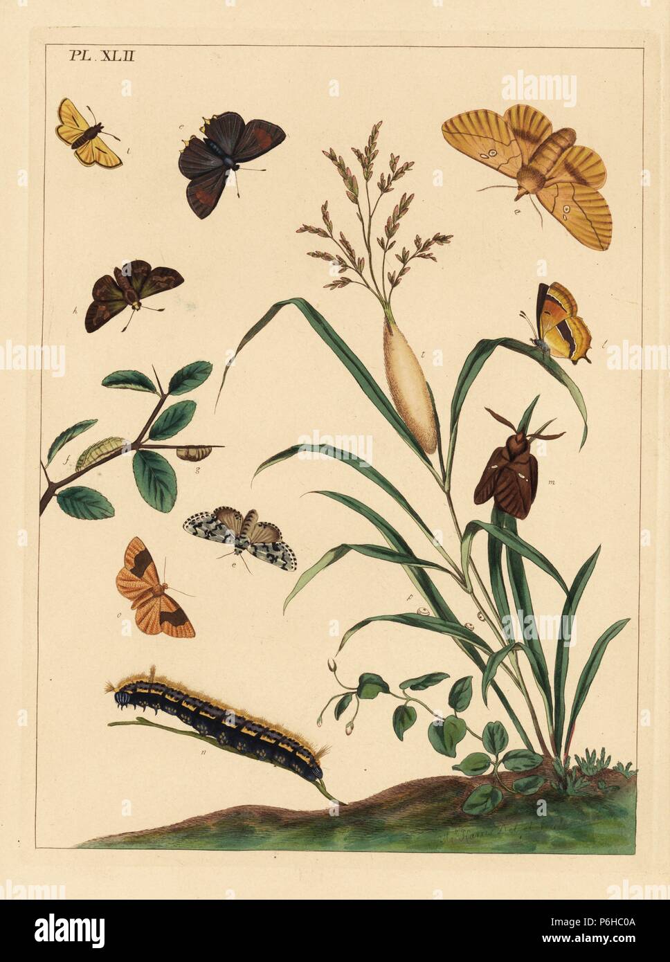 Drinker moth, Euthrix potatoria, brown hair streak, Thecla betulae, large skipper, Ochlodes sylvanus, small skipper, Thymelicus sylvestris, scarce marvel du jour, Dipthera runica, and barred umber, Plagodis pulveraria. Handcoloured lithograph after an illustration by Moses Harris from 'The Aurelian; a Natural History of English Moths and Butterflies,' new edition edited by J. O. Westwood, published by Henry Bohn, London, 1840. Stock Photo