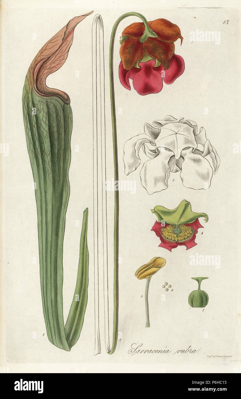 Sweet pitcher plant or red side-saddle flower, Sarracenia rubra. Handcoloured copperplate engraving by J. Swan after a botanical illustration by William Jackson Hooker from his own 'Exotic Flora,' Blackwood, Edinburgh, 1823. Hooker (1785-1865) was an English botanist who specialized in orchids and ferns, and was director of the Royal Botanical Gardens at Kew from 1841. Stock Photo