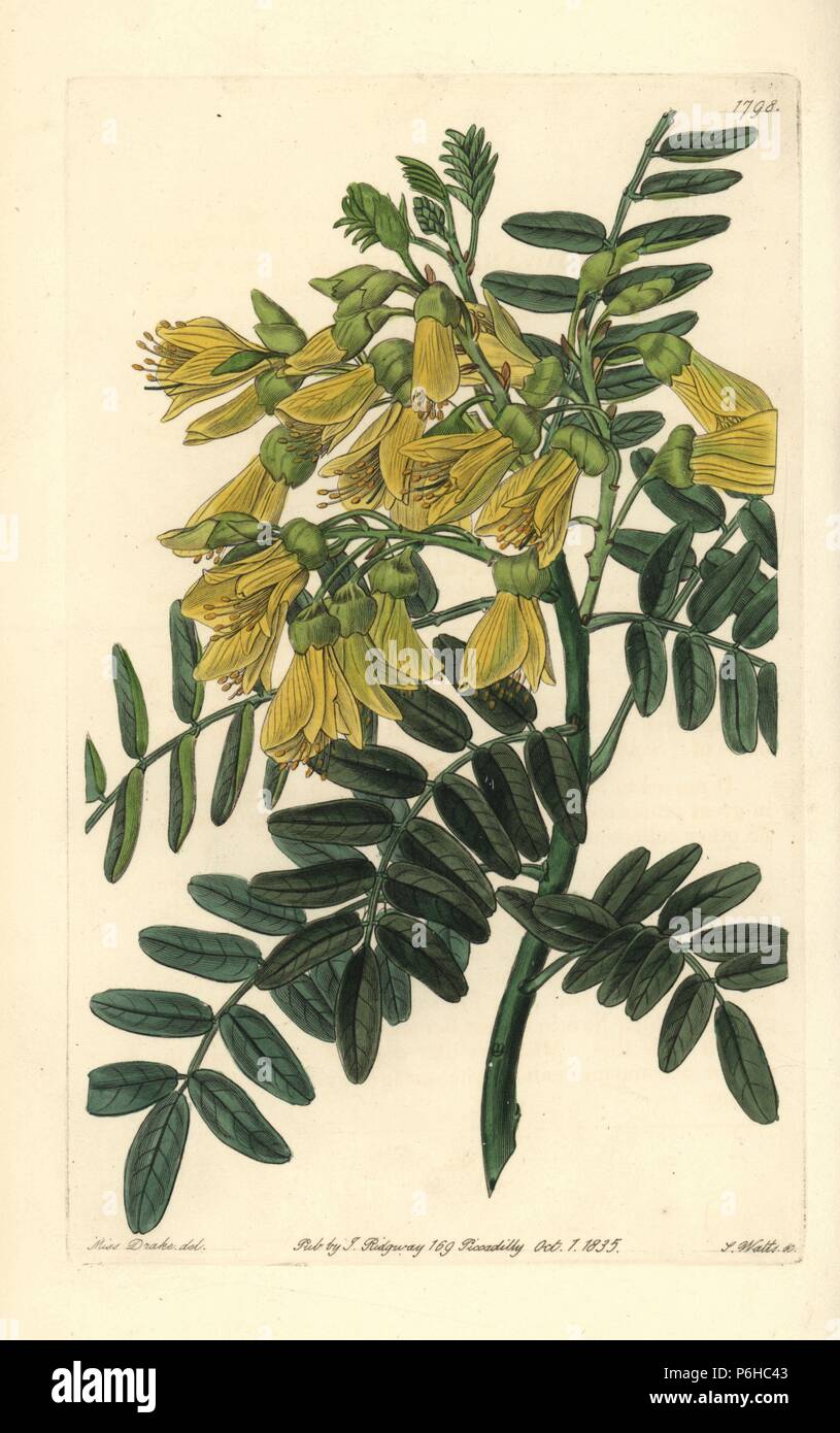 Chilian mayu or mayo tree, Edwardsia chilensis (Sophora macrocarpa). Handcoloured copperplate engraving by S. Watts after an illustration by Miss Drake from Sydenham Edwards' 'The Botanical Register,' London, Ridgway, 1835. Sarah Anne Drake (1803-1857) drew over 1,300 plates for the botanist John Lindley, including many orchids. Stock Photo