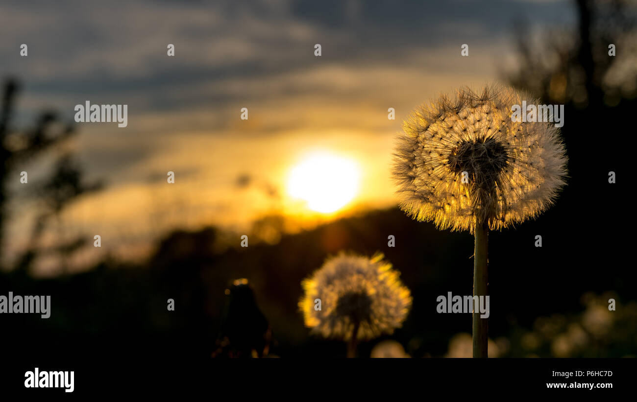 Dandelion sunset hi-res stock photography and images - Alamy