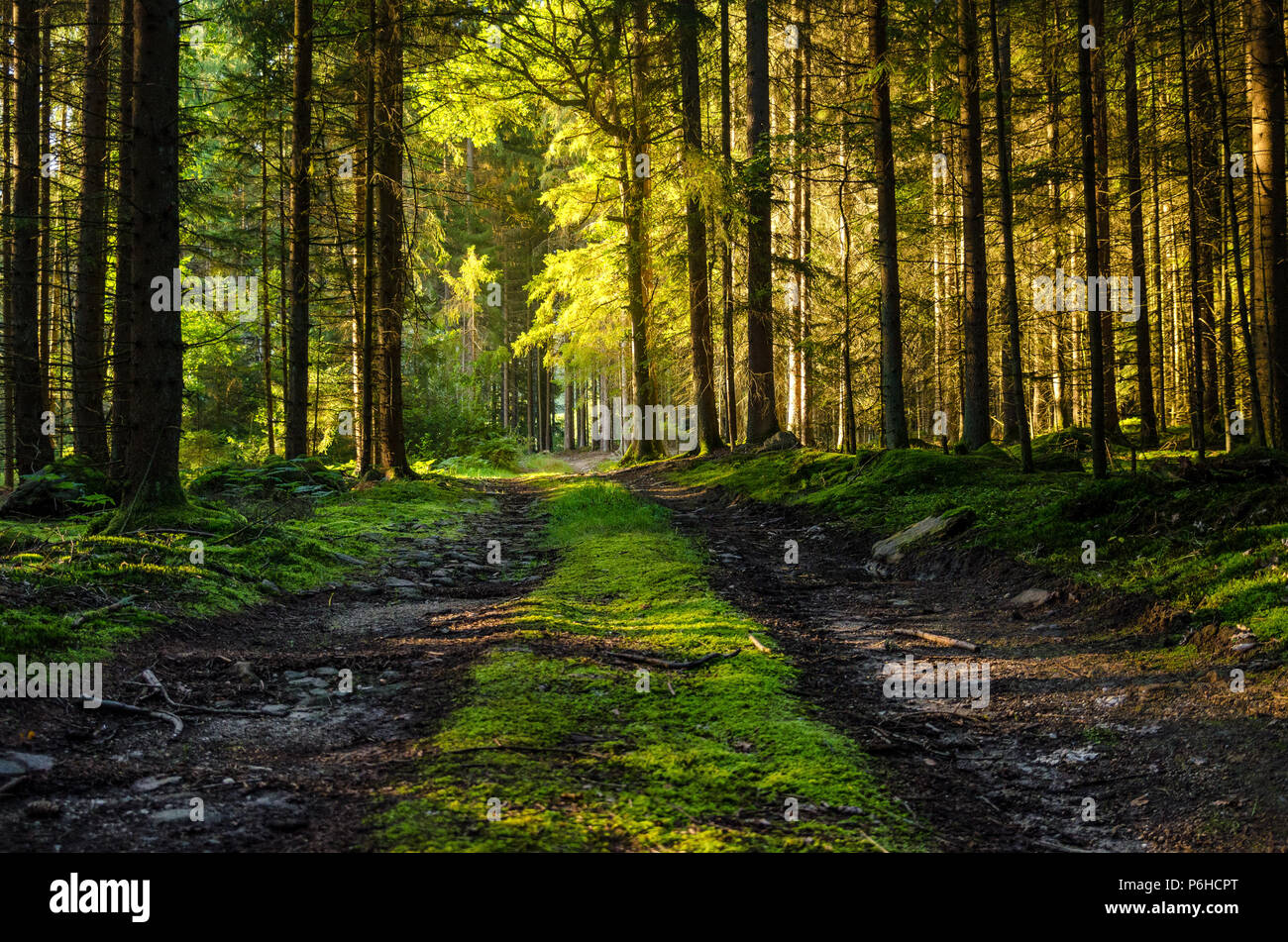 Bavarian Wood Stock Photos & Bavarian Wood Stock Images - Alamy
