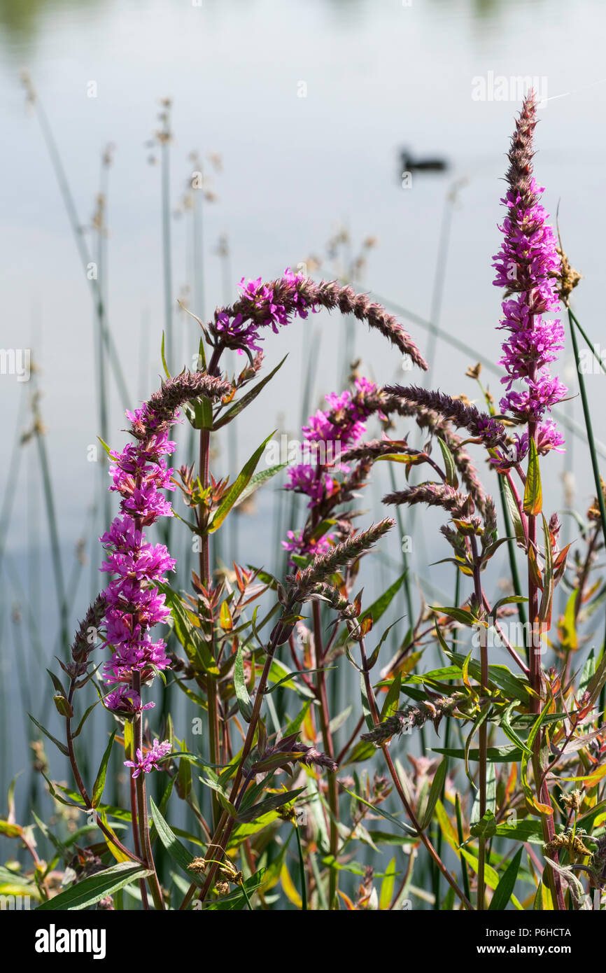 Purple loosestrife by lake Stock Photo