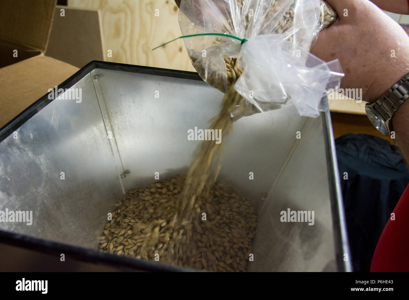 A mixture of different types of malt being poured into a home brewer's grain mill Stock Photo