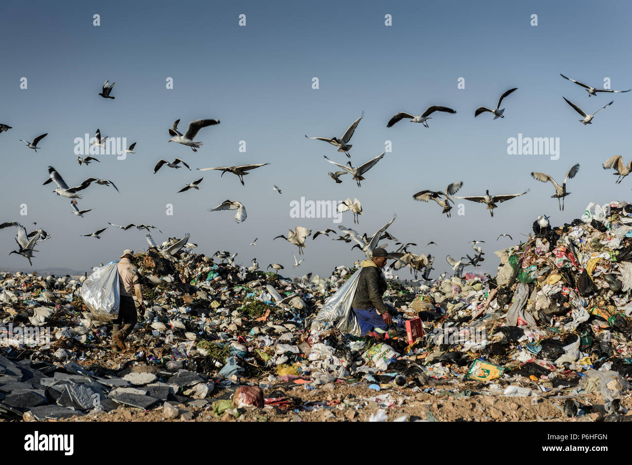 Pickers sorting through the Robinson Deep land fill in South Africa's commercial capital of Johannesburg below a flock of Sacred Ibis and seagulls Stock Photo