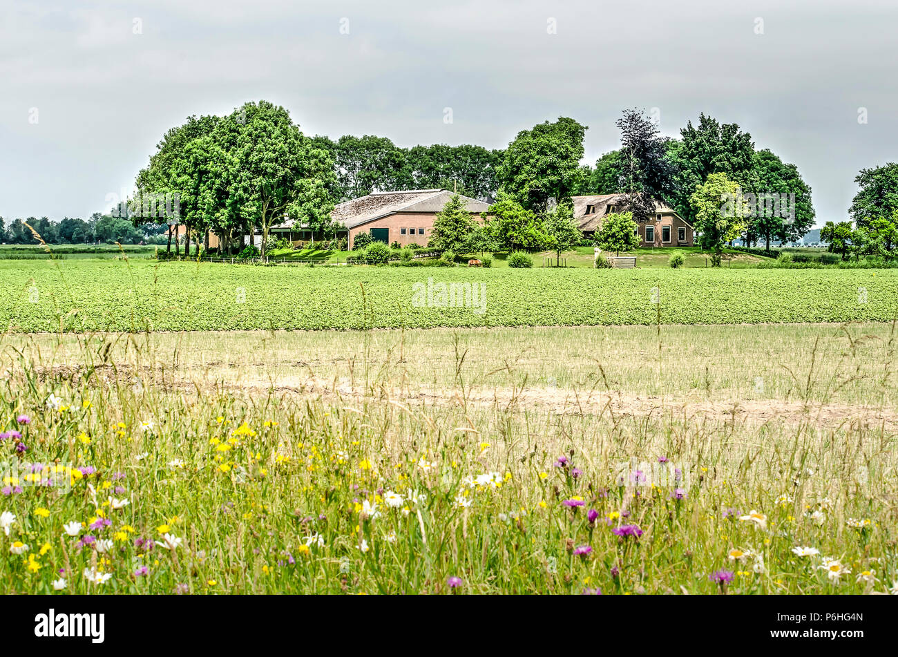 Kampen, The Netherlands, June 9, 2018: The farms on Kampereiland are built on mounds to protect them from potential flooding Stock Photo