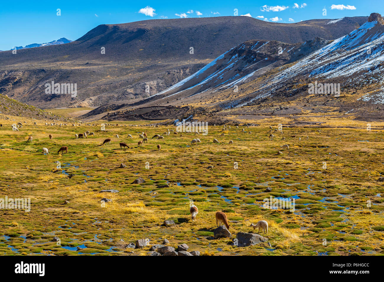 Alpacas and Llamas grazing in a fertile valley inside the National Reserve of Salinas y Aguada Blanca near the Colca Canyon in the Andes, Peru. Stock Photo