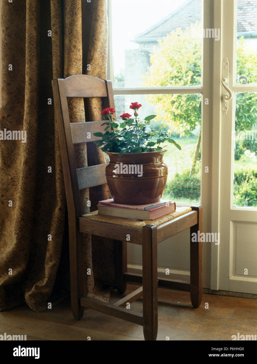 Flowering plant in earthenware pot on rustic rush-seated chair in front of French windows with patterned brown drapes Stock Photo