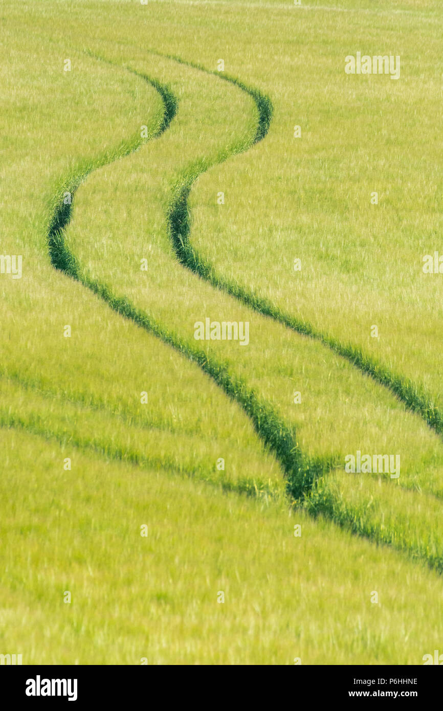 Tractor tyre marks tracks in green barley crop. Metaphor for food security, food supply chain, abundance, plentiful food, food growing in the field. Stock Photo