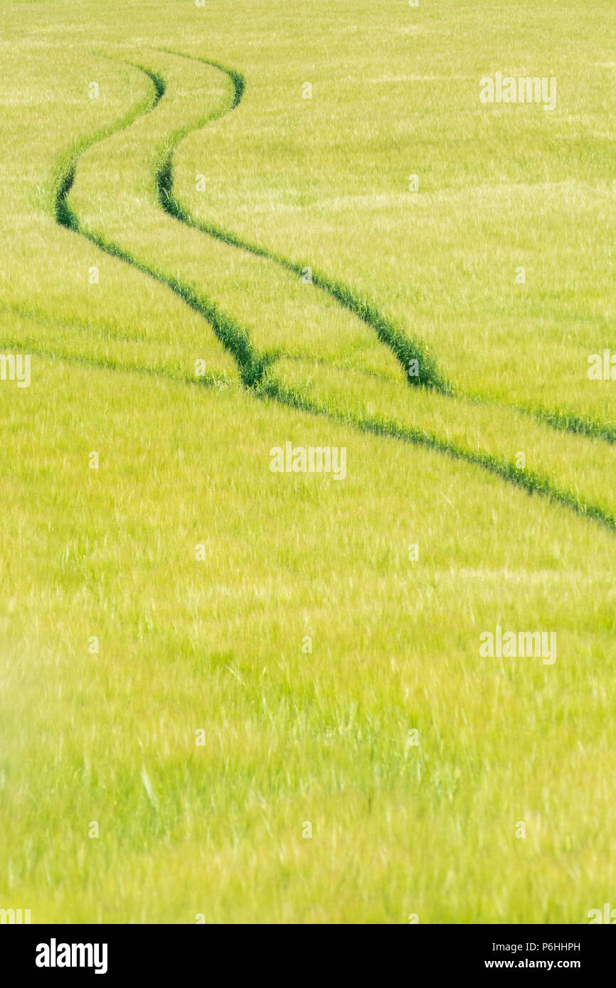 Tractor tyre marks tracks in green barley crop. Metaphor for food security, food supply chain, abundance, plentiful food, food growing in the field. Stock Photo