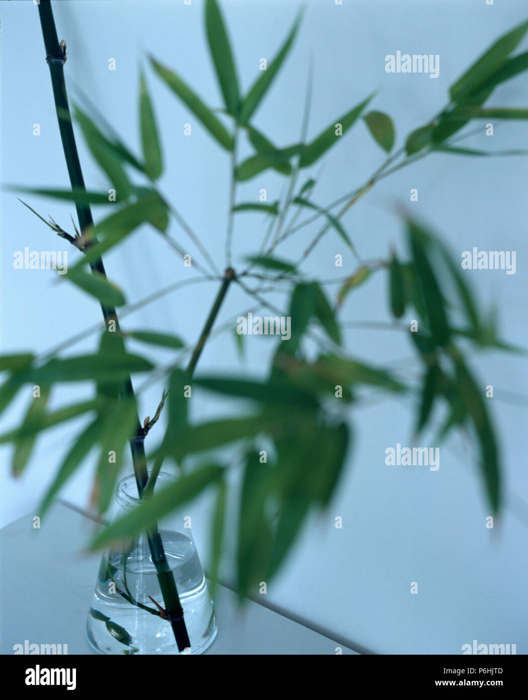 Close-up of bamboo leaves Stock Photo