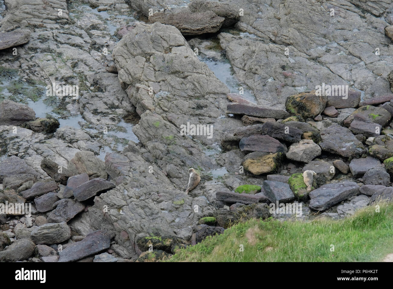 Two seals are hidden in the rocks at Ravenscar, North Yorkshire in this distant view. Stock Photo