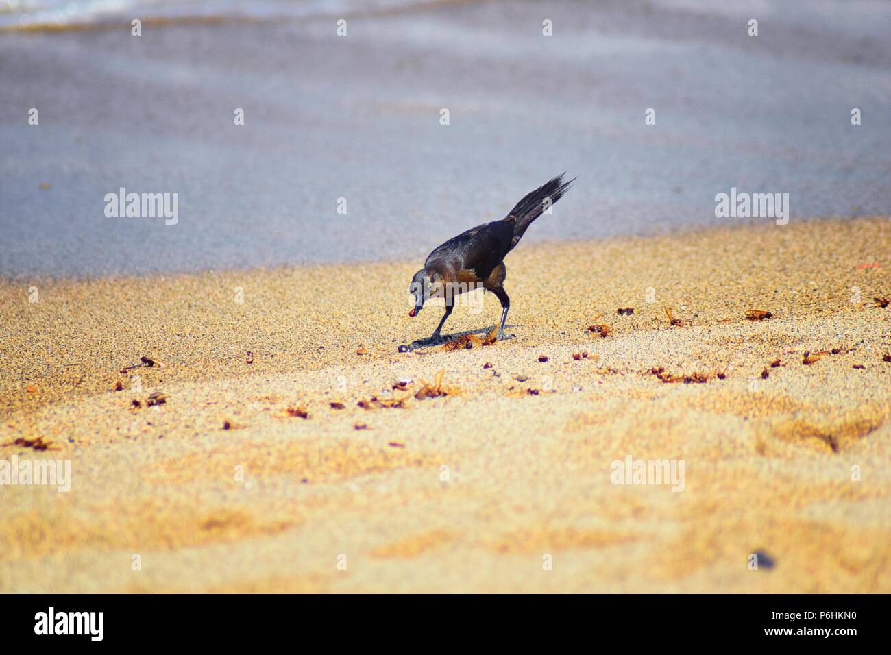 Great-tailed Grackle birds eating Winged Male Drone Leafcutter ants, dying on beach after mating flight with queen in Puerto Vallarta Mexico. Scientif Stock Photo