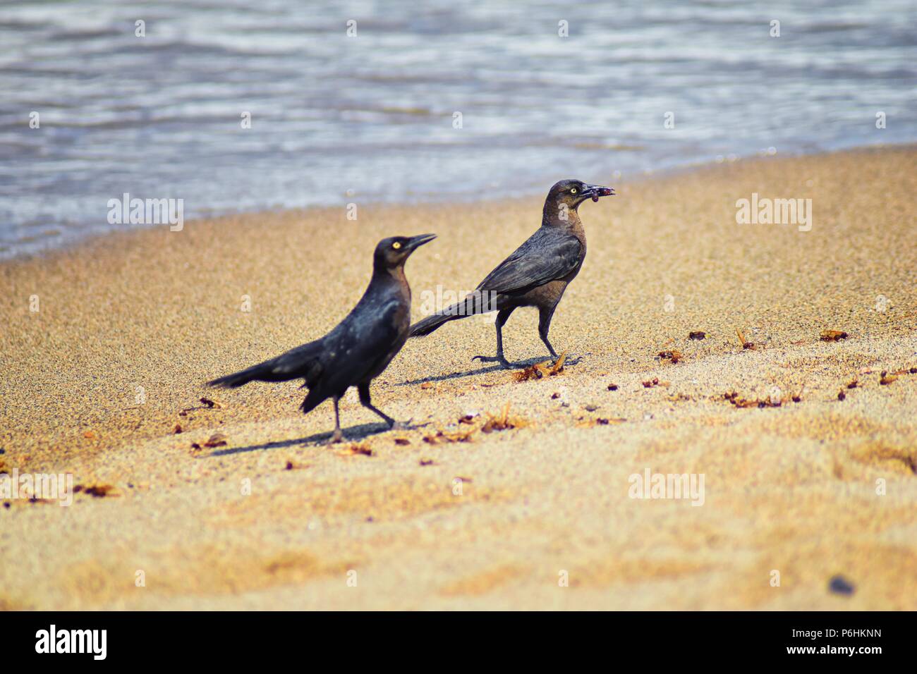 Great-tailed Grackle Birds Eating Winged Male Drone Leafcutter Ants ...