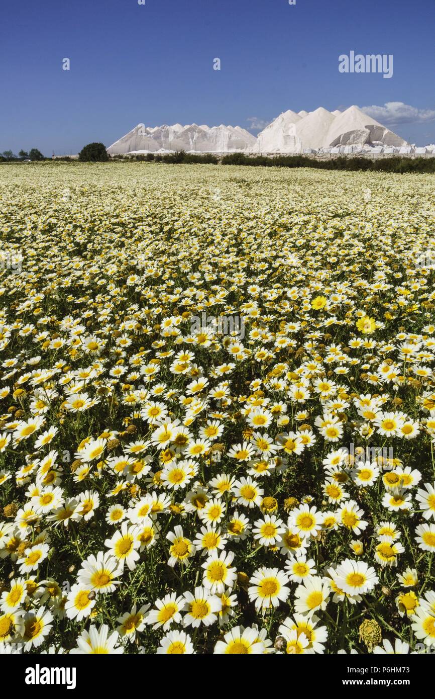 Primavera en mallorca hi-res stock photography and images - Alamy