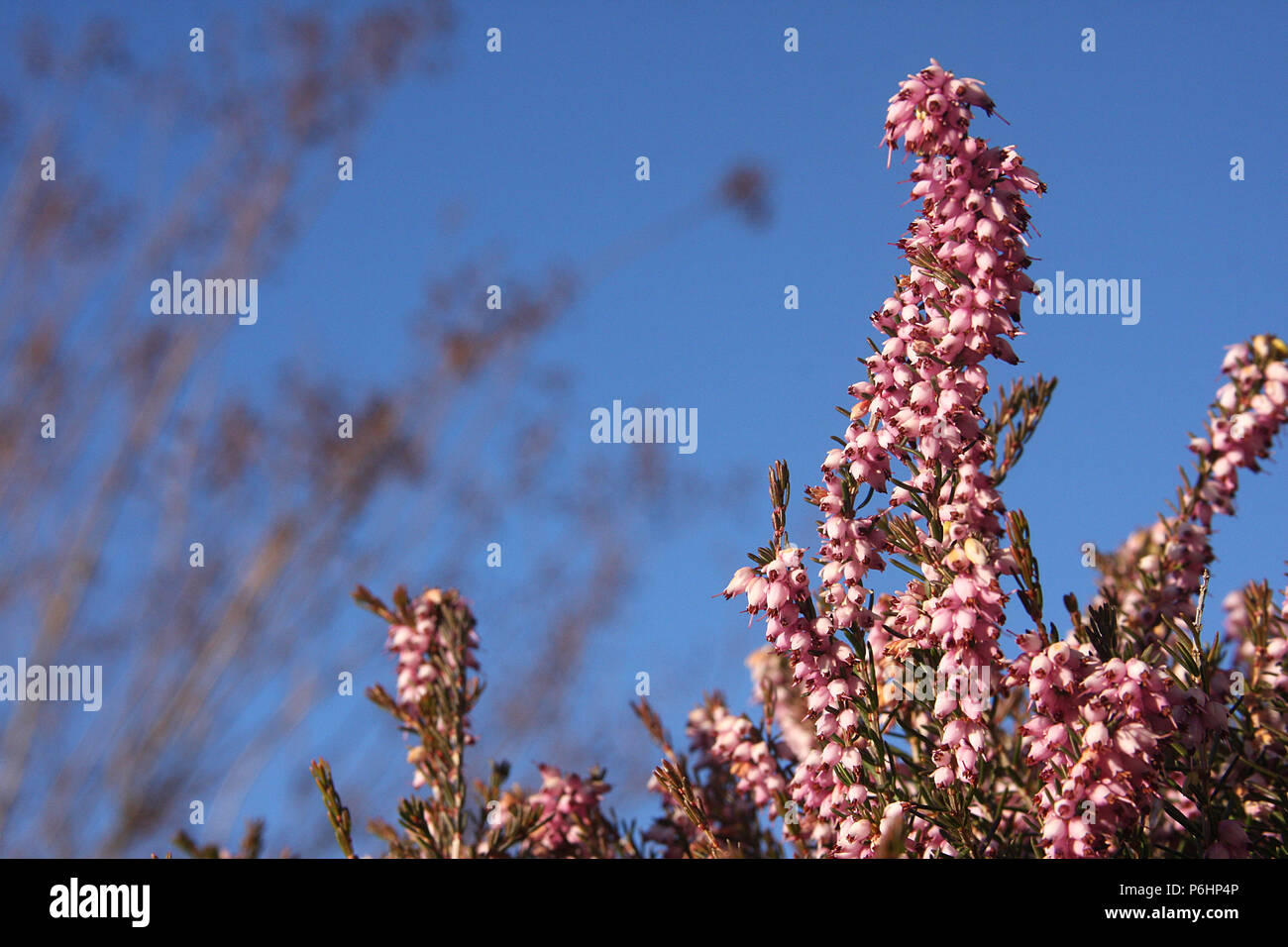 Winter heath (Erica carnea) in bloom Stock Photo