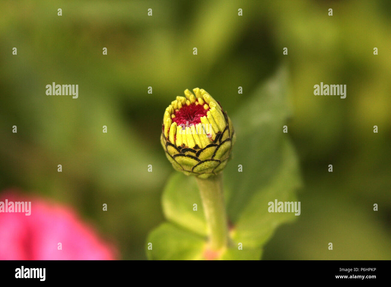Closeup of Chrysanthemum bud Stock Photo Alamy