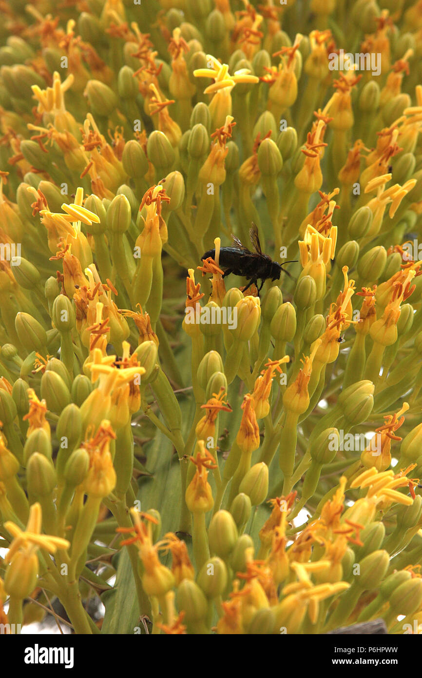 Agave bloom hires stock photography and images Alamy