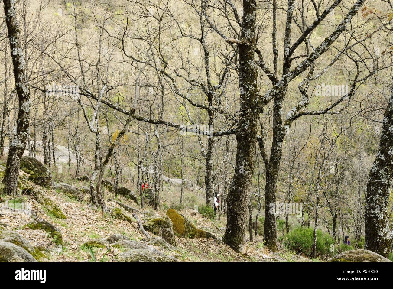 bosque caducifolio, reserva natural Garganta de los Infiernos, sierra de Tormantos, valle del Jerte, Cáceres, Extremadura, Spain, europa. Stock Photo