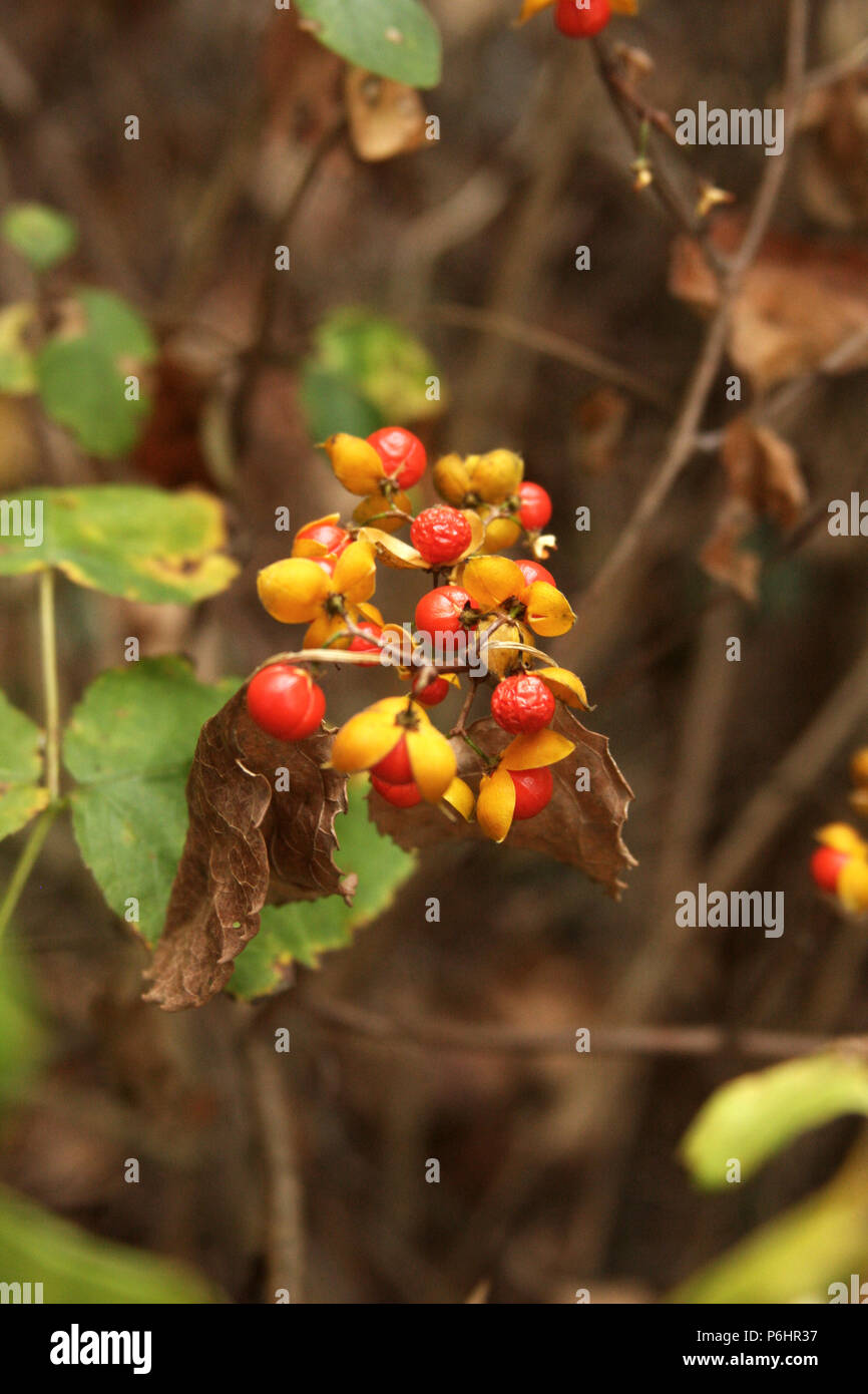 Celastrus bittersweet hires stock photography and images Alamy