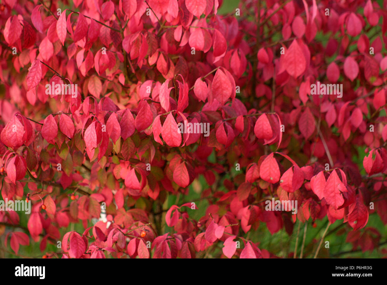 Close-up of Burning Bush leaves in autumn Stock Photo