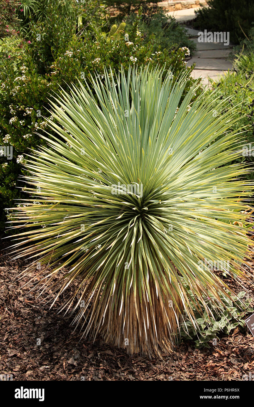 Yucca linearifolia Stock Photo