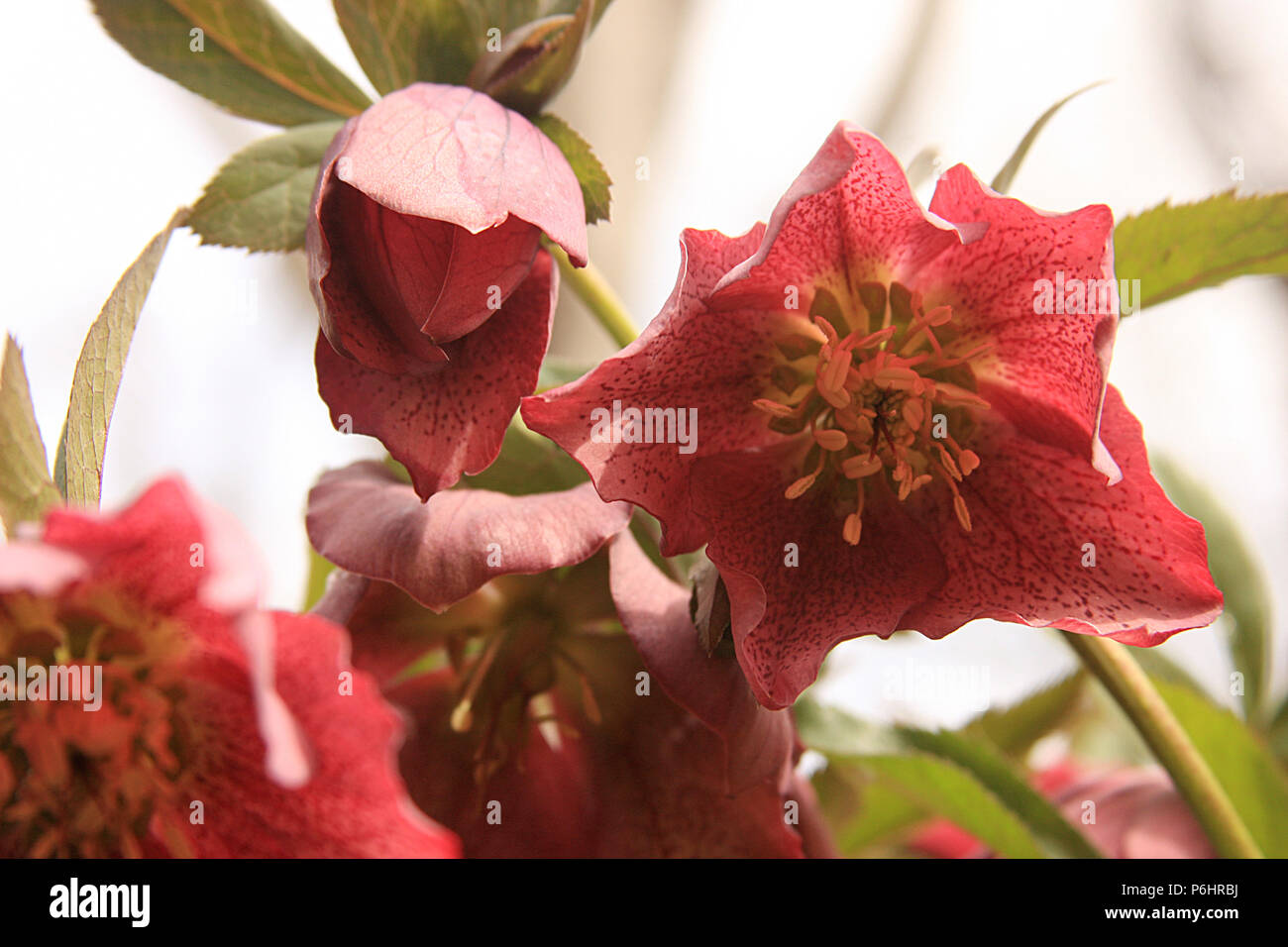 Hellebore flower in bloom in Romania, Eastern Europe Stock Photo Alamy