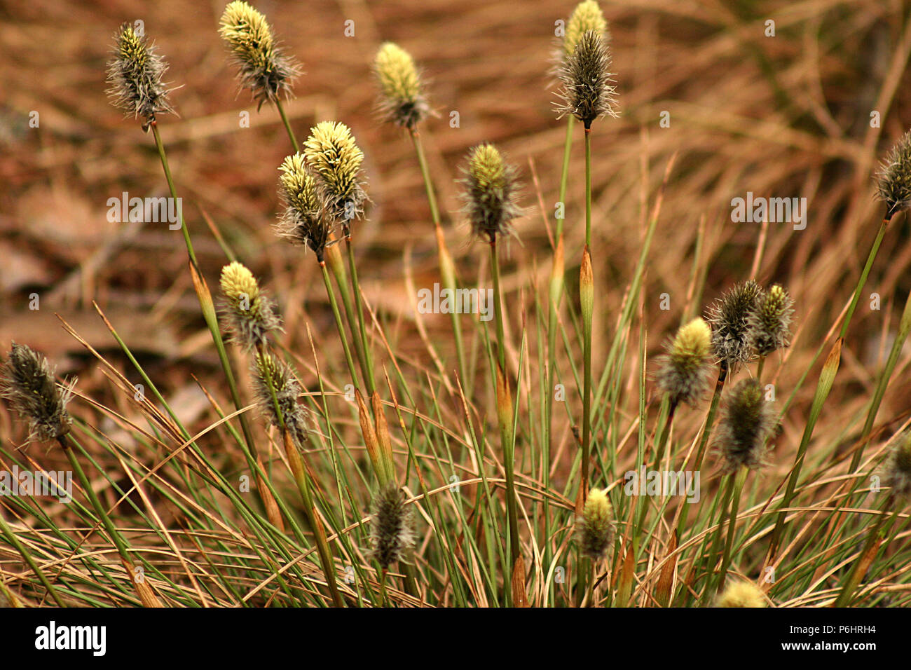 Carex Halleriana flowers growing in Tinovul Mohoş, an alpine peat bog in Romania Stock Photo