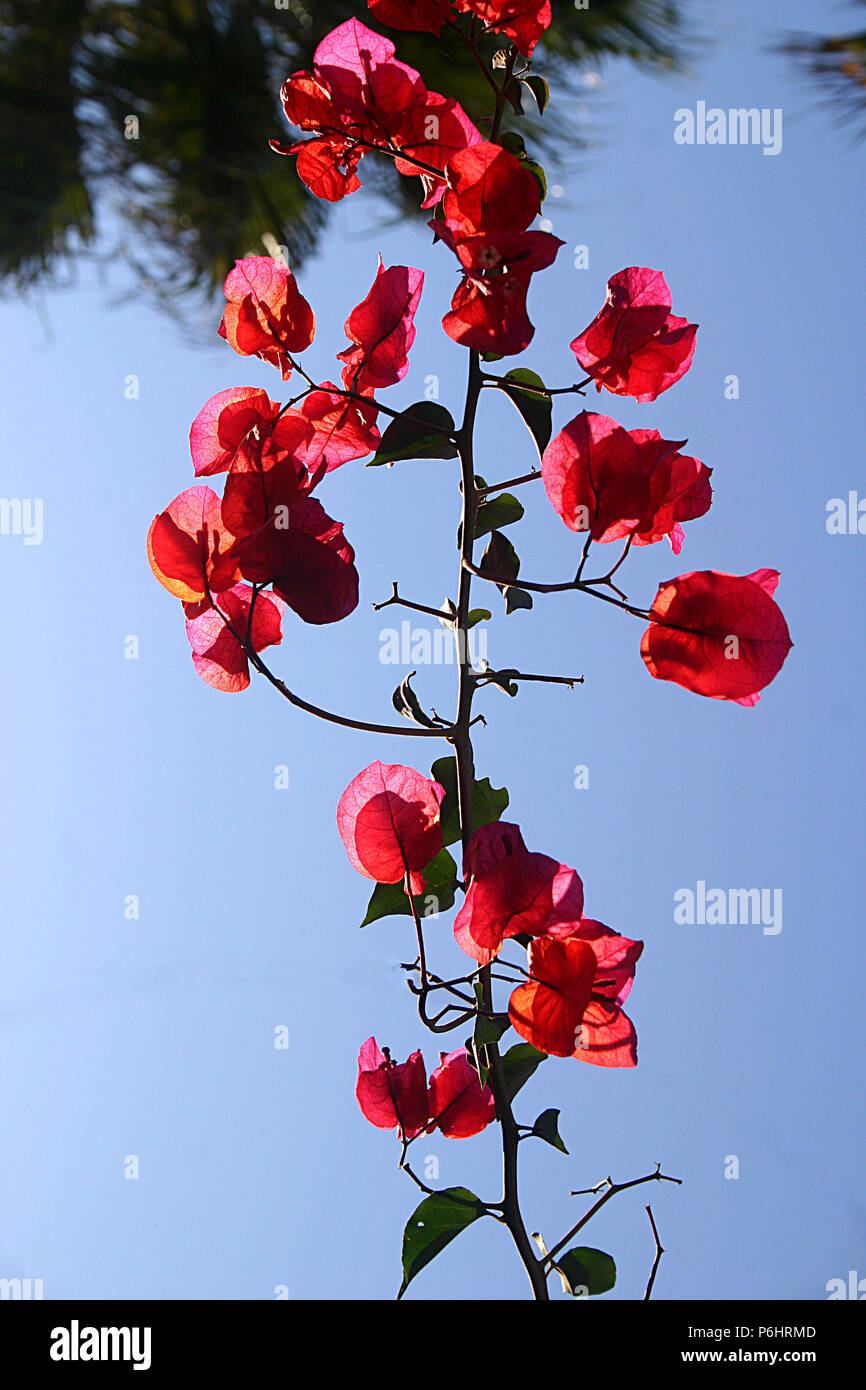 Red bracts of Bougainvillea glabra (Paperflower) Stock Photo