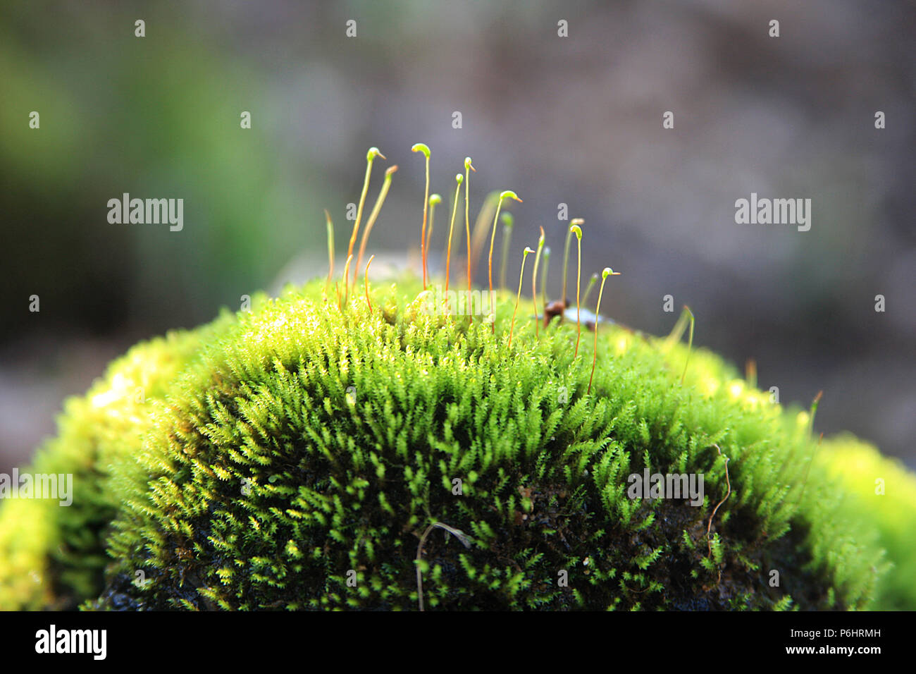 Round clump of moss, with tiny spore capsules Stock Photo