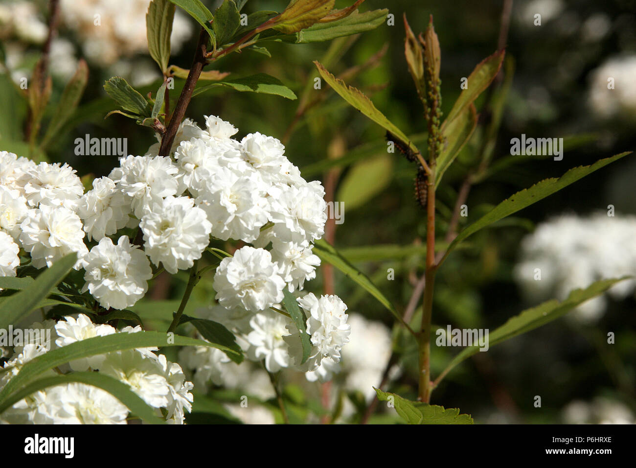 Prunus Grandulosa Alba, dwarf flowering almond shrub in bloom in springtime Stock Photo
