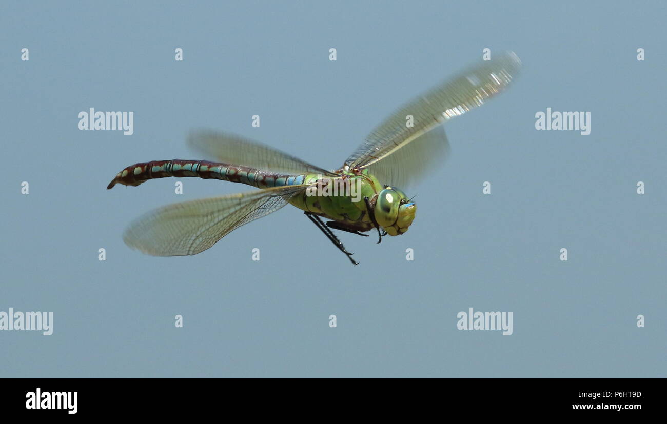 Female emperor flight Stock Photo