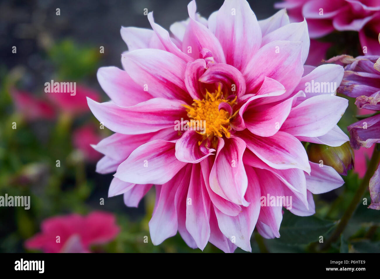 Pink And White Dahlia Flower Stock Photo Alamy Pink And White Dahlia Flower Stock Photo Alamy