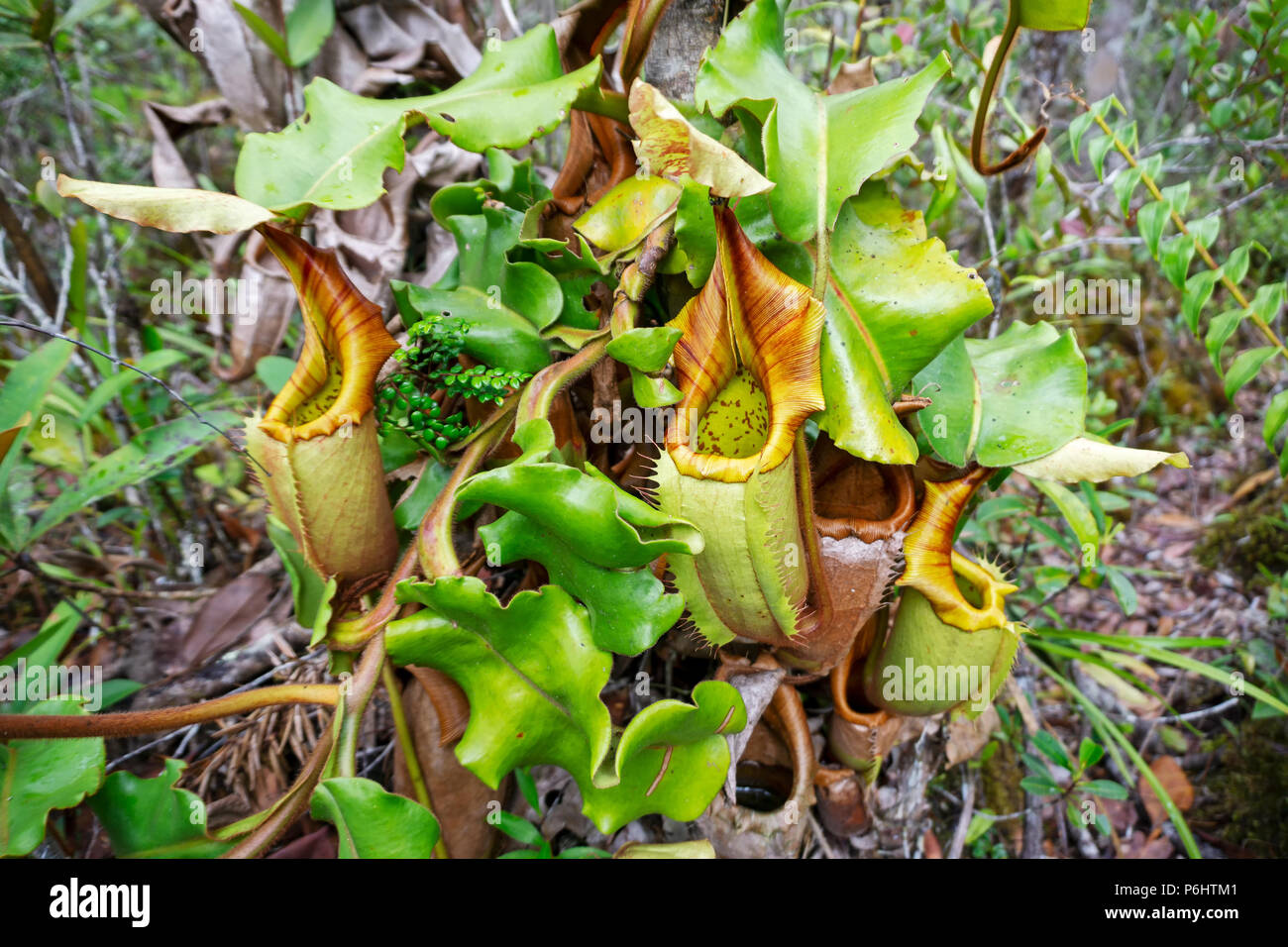 Veitch's Pitcher Plant (Nepenthes veitchii) at Maliau Basin Conservation Area Sabah Borneo Malaysia Stock Photo