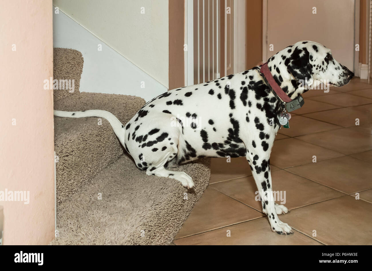 Dalmatian dog wits on step waiting for master  MR  © Myrleen Pearson Stock Photo
