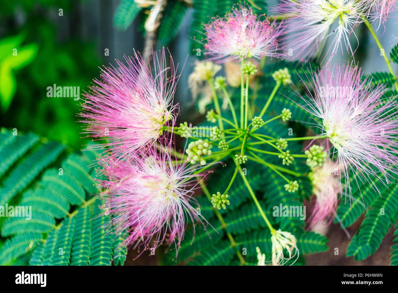 Close-up of mimosa flowers and leaves Stock Photo