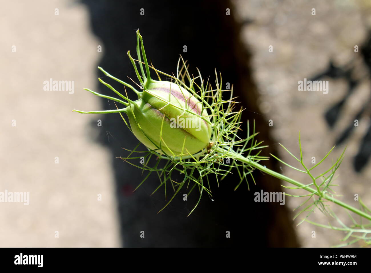 Fennel flower or Foeniculum vulgare completely closed flower bud