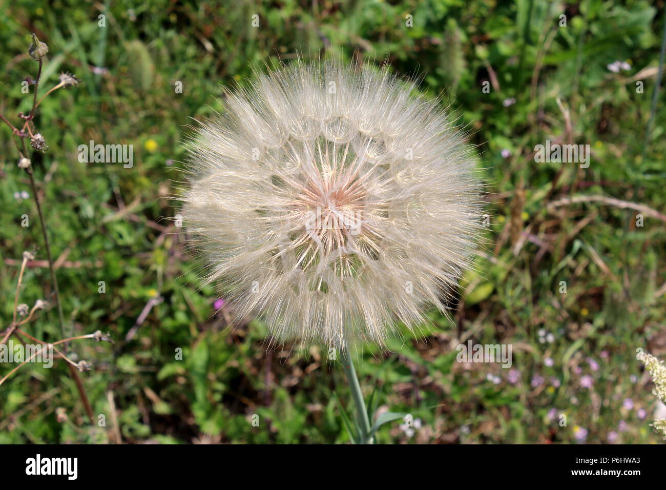 Large Dandelion or Taraxacum flower head composed of numerous small florets with green leaves and grass background on a warm sunny day Stock Photo