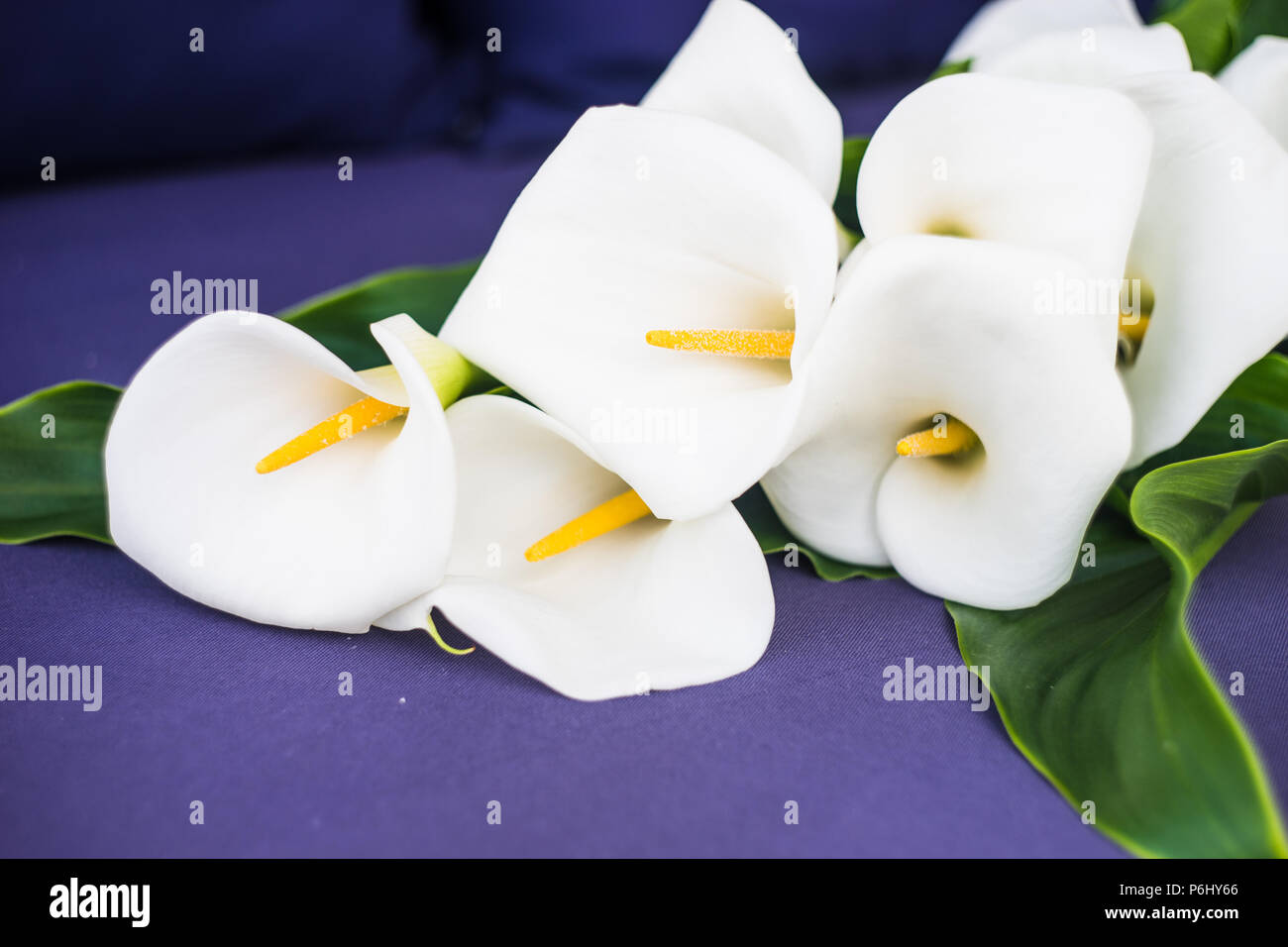 Beautiful white calla lilies in a bouquet on rustic background Stock