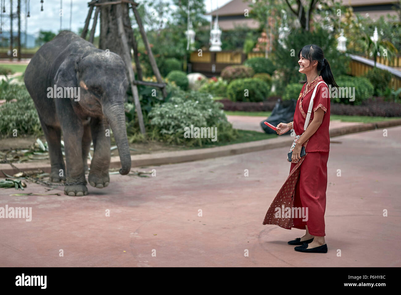 Baby elephant Thailand and Thai woman. Animal human interaction Southeast Asia Stock Photo