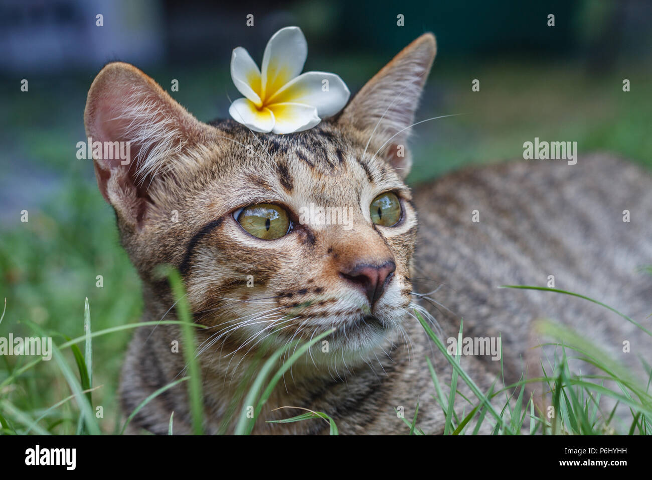 Cute tabby cat with Plumeria flower on his head sitting in the grass, Portrait shot. Stock Photo