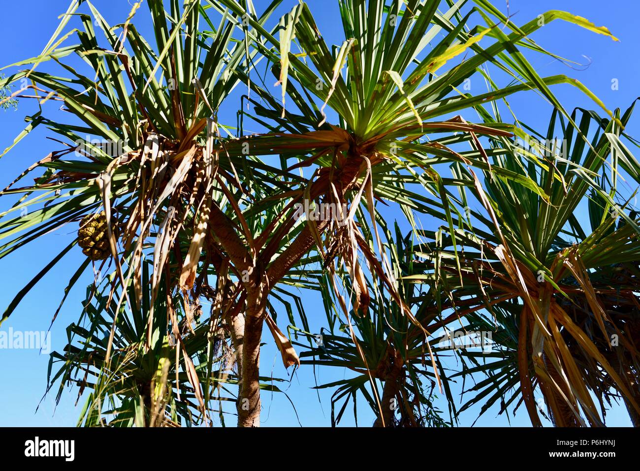 Pandanus trees against a blue sky, Many peaks hike to Mount Marlow