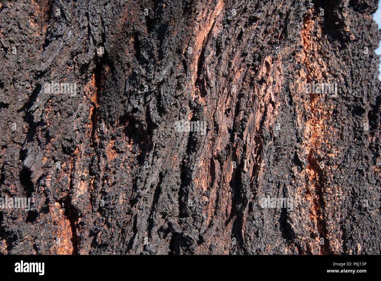 The unusually deep furrowed black bark of the Mugga Ironbark or Red Ironbark tree (Eucalyptus sideroxylon), a native to Eastern Australia Stock Photo