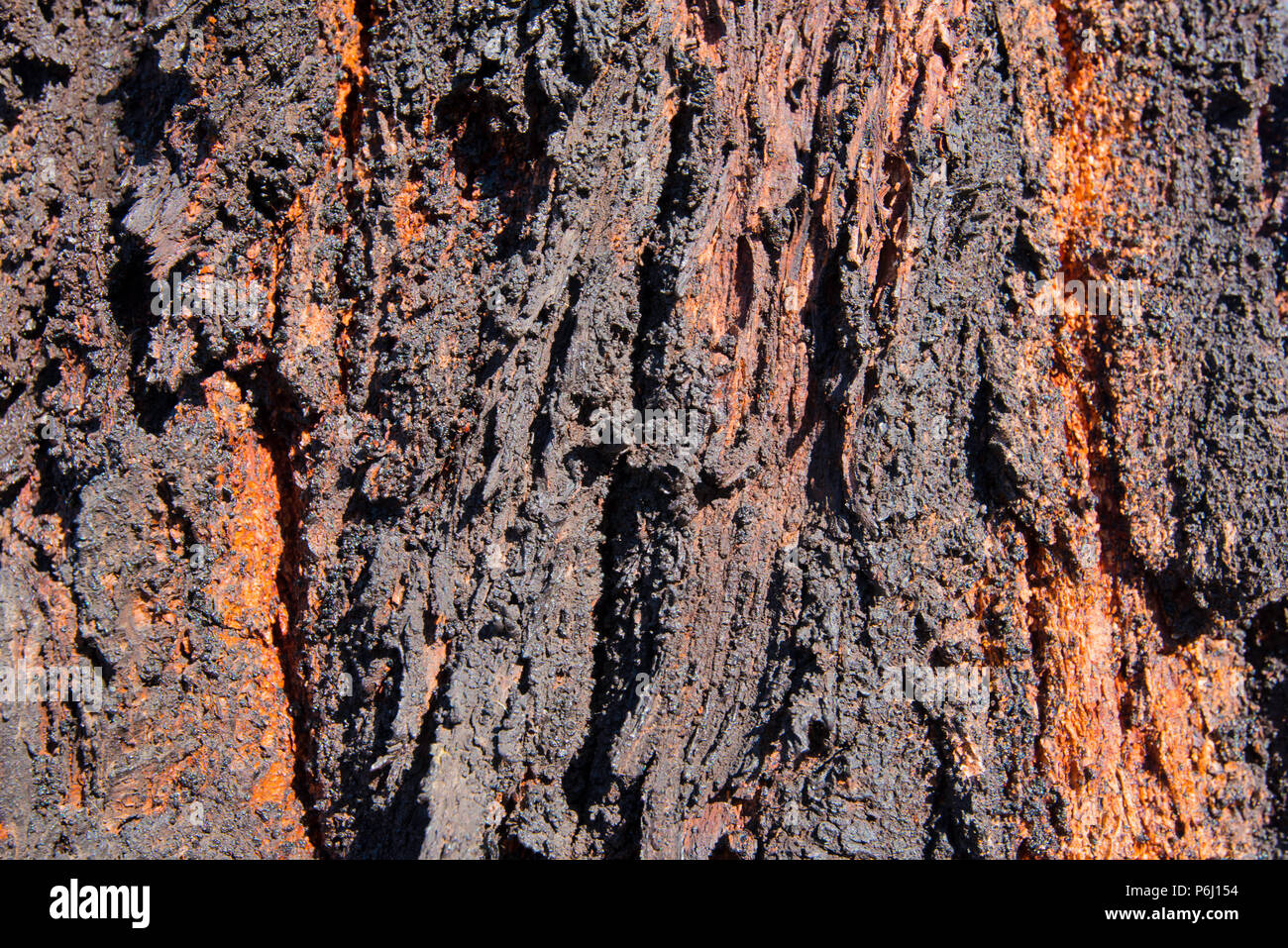 The unusually deep furrowed black bark of the Mugga Ironbark or Red Ironbark tree (Eucalyptus sideroxylon), a native to Eastern Australia Stock Photo
