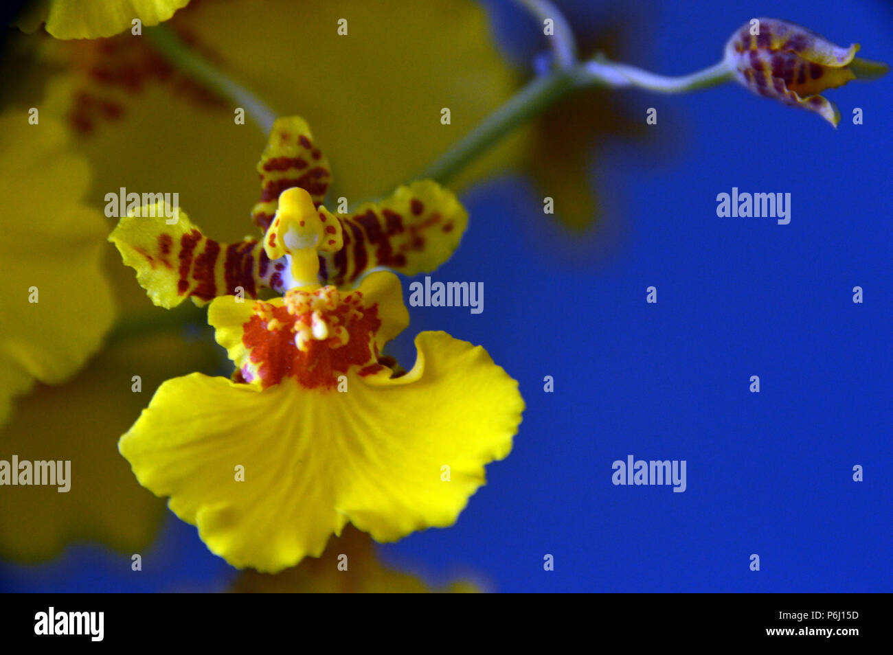 Yellow Orchid Oncidium (Dancing Ladies or Butterfly Orchid) on Blue Background Grown as Houseplant in Lancashire, England UK Stock Photo