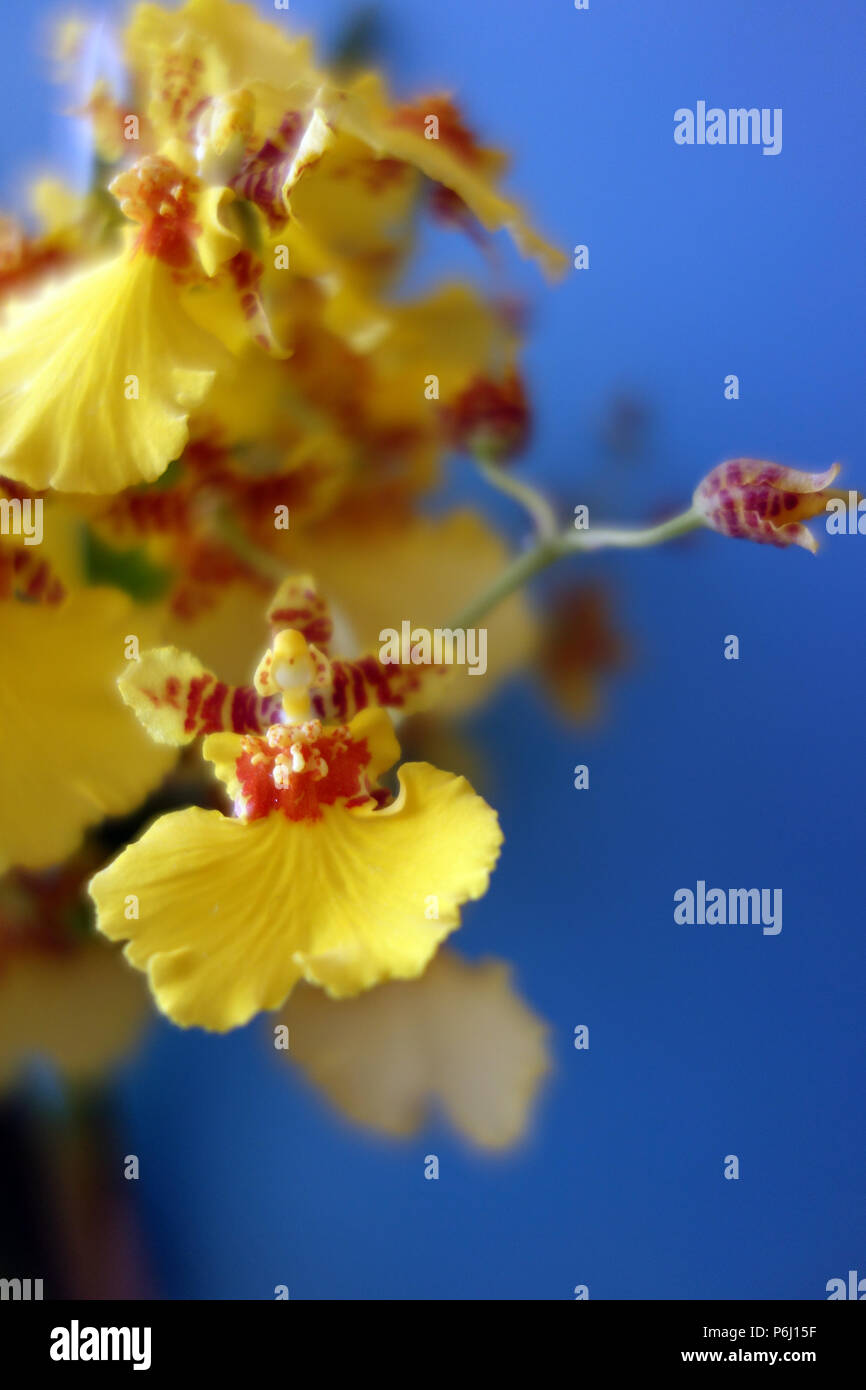 Yellow Orchid Oncidium (Dancing Ladies or Butterfly Orchid) on Blue Background Grown as Houseplant in Lancashire, England UK Stock Photo