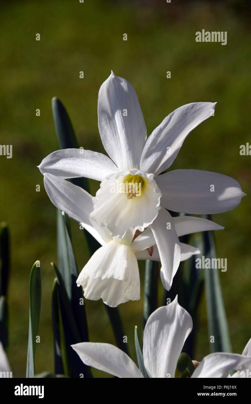 While Narcissus Daffodils Grown in an English Country Garden, Lancashire, England UK Stock Photo