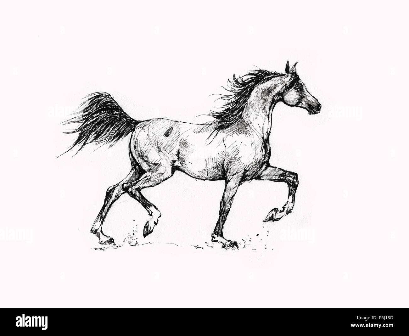 1970s Pen & Ink Arabian Horse Drawing | Chairish